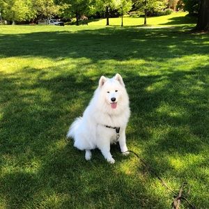 Meet your Posher, David